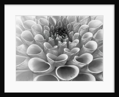 Dahlia Flower by Assaf Frank